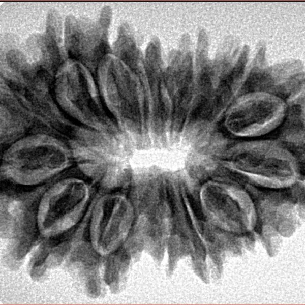 15 Mukhi Rudraksha 32.1mm 5.17gm - Inverse xray