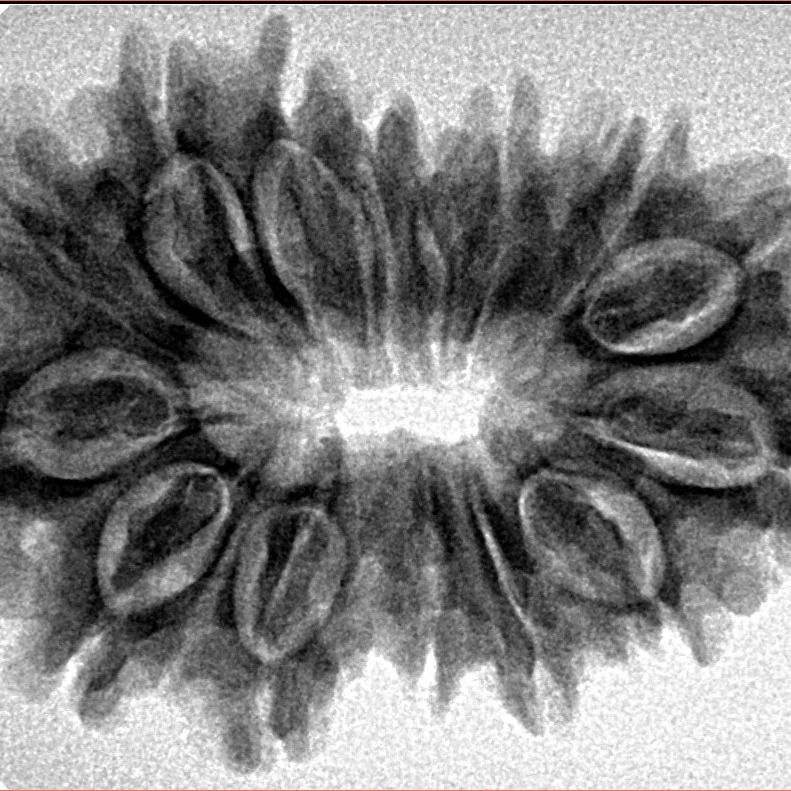 15 Mukhi Rudraksha 32.1mm 5.17gm - Inverse xray