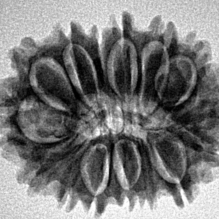 15 Mukhi Rudraksha 26.4mm 3.69gm - Inverse xray