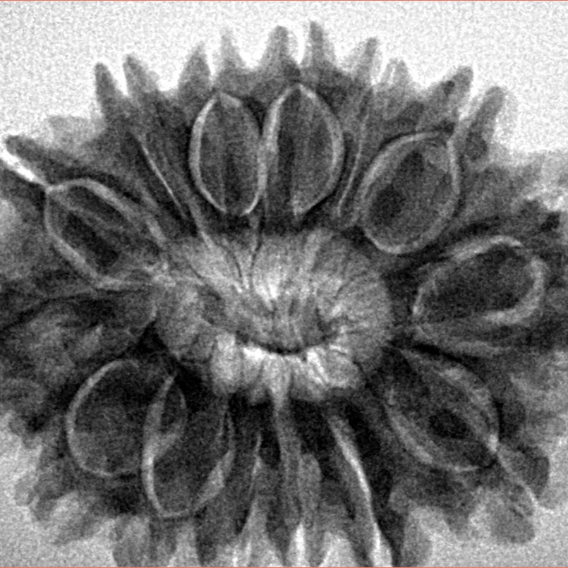 14 Mukhi Rudraksha 30.4mm 6.13gm - Inverse xray
