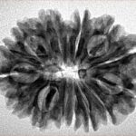 14 Mukhi Rudraksha 28.2mm 4.59gm - Inverse xray
