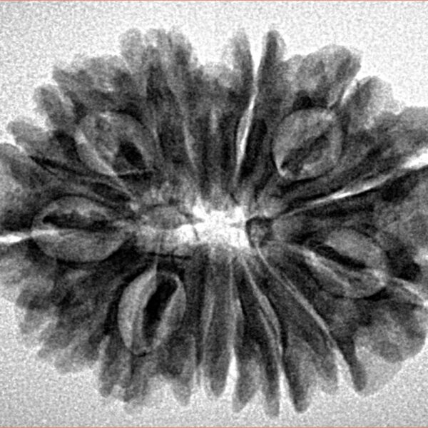 14 Mukhi Rudraksha 28.2mm 4.59gm - Inverse xray