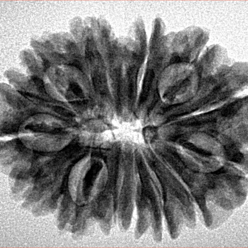 14 Mukhi Rudraksha 28.2mm 4.59gm - Inverse xray