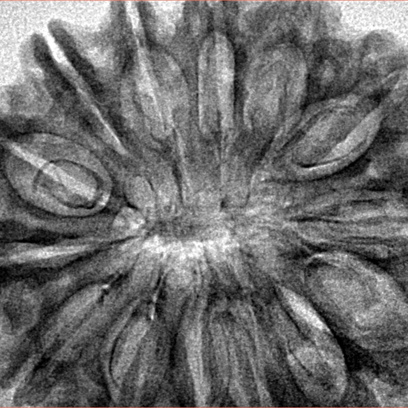 14 Mukhi Rudraksha 34.2mm 6gm - Inverse xray