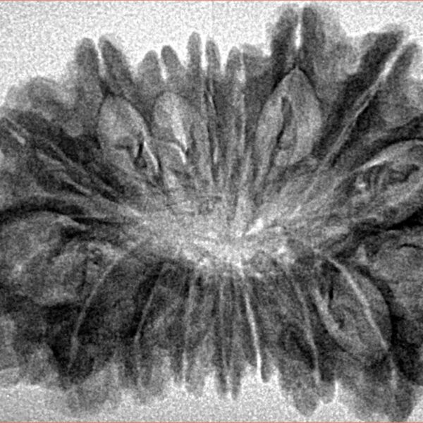 17 Mukhi Rudraksha 35.4mm 4.73gm - Inverse xray