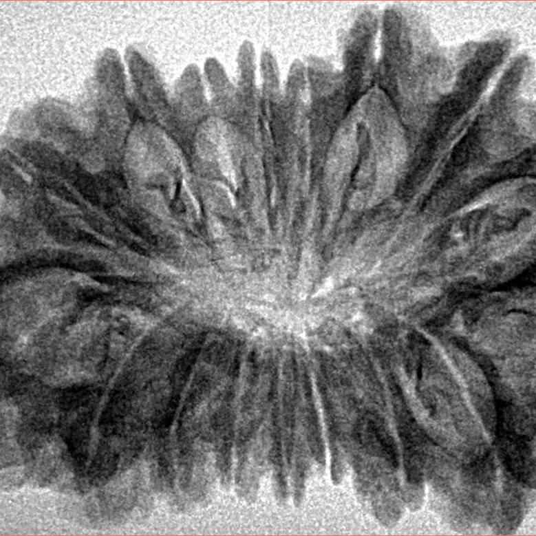 17 Mukhi Rudraksha 35.4mm 4.73gm - Inverse xray