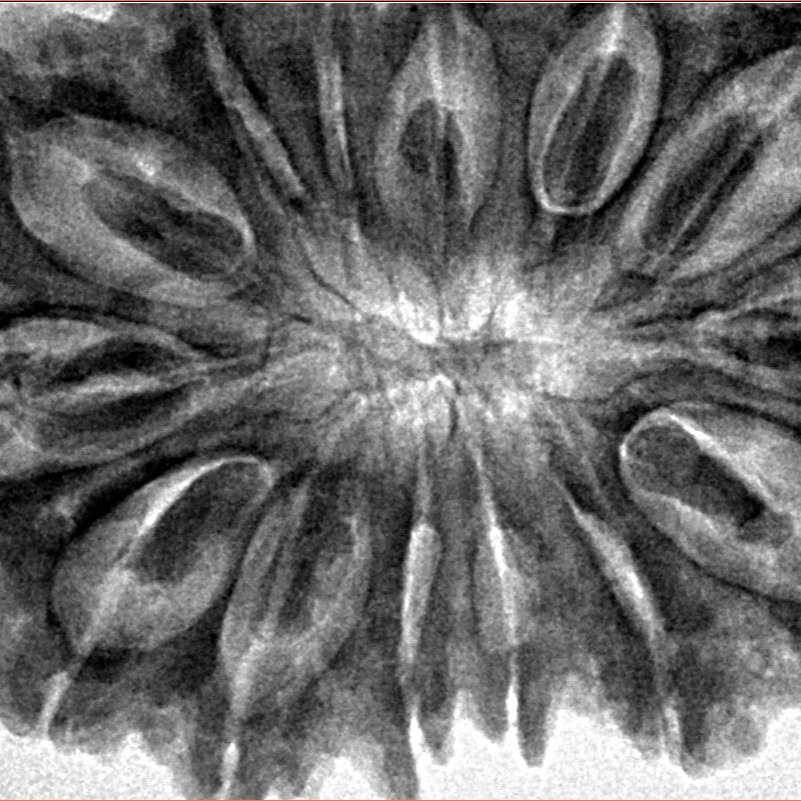 14 Mukhi Rudraksha 39.5mm 9.4gm - Inverse xray