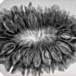 18 Mukhi Rudraksha 31.9mm 5.28gm - Inverse xray