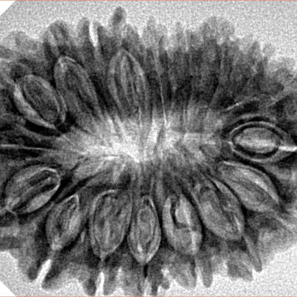 18 Mukhi Rudraksha 31.9mm 5.28gm - Inverse xray