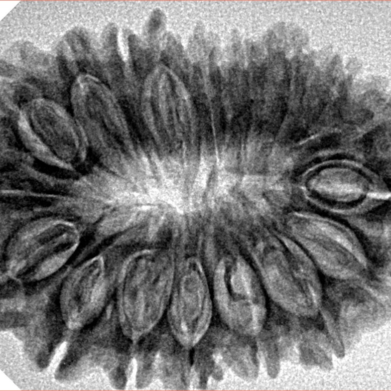 18 Mukhi Rudraksha 31.9mm 5.28gm - Inverse xray