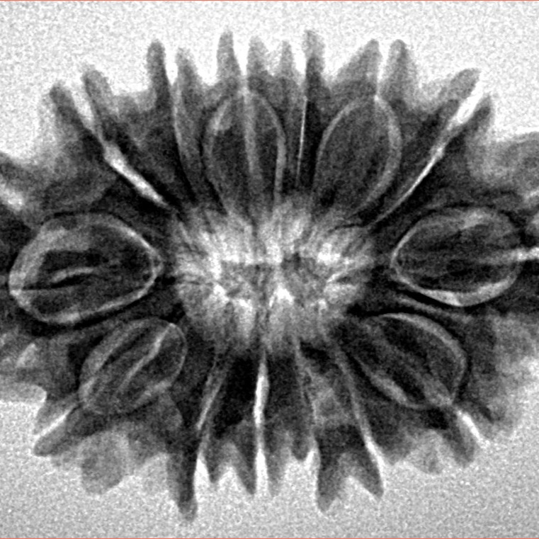 14 Mukhi Rudraksha 29.1mm 4.48gm - Inverse xray