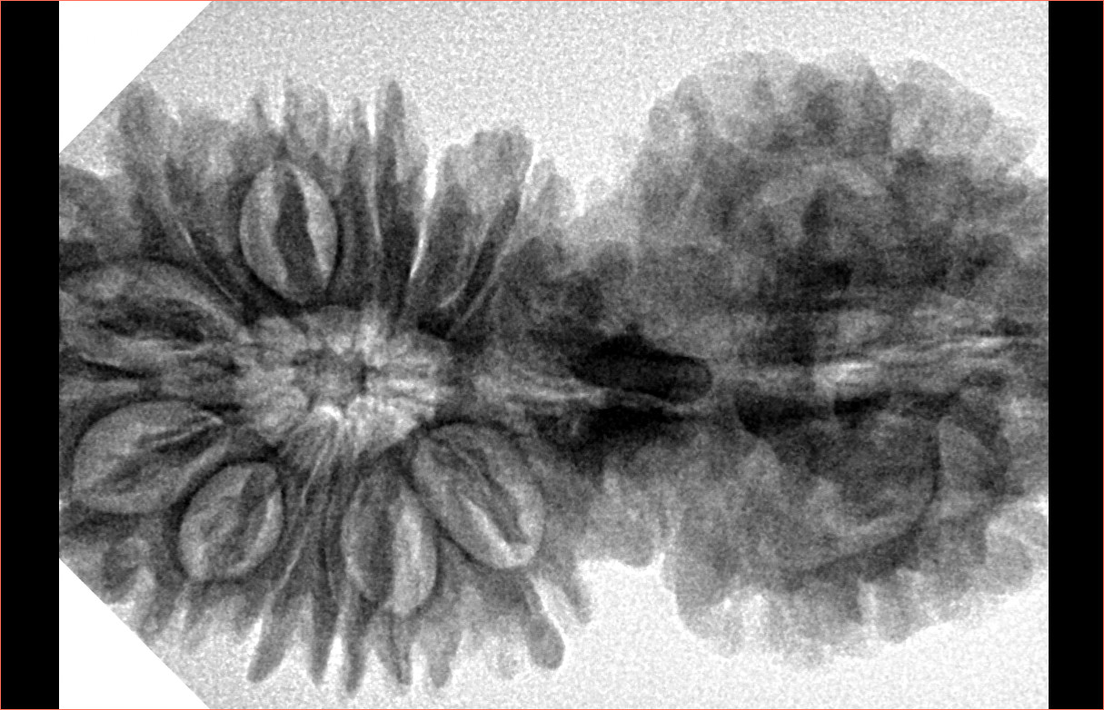 17 Mukhi Gaurishankar 41.7mm 7.66gm - Origin: Nepal - Inverse xray