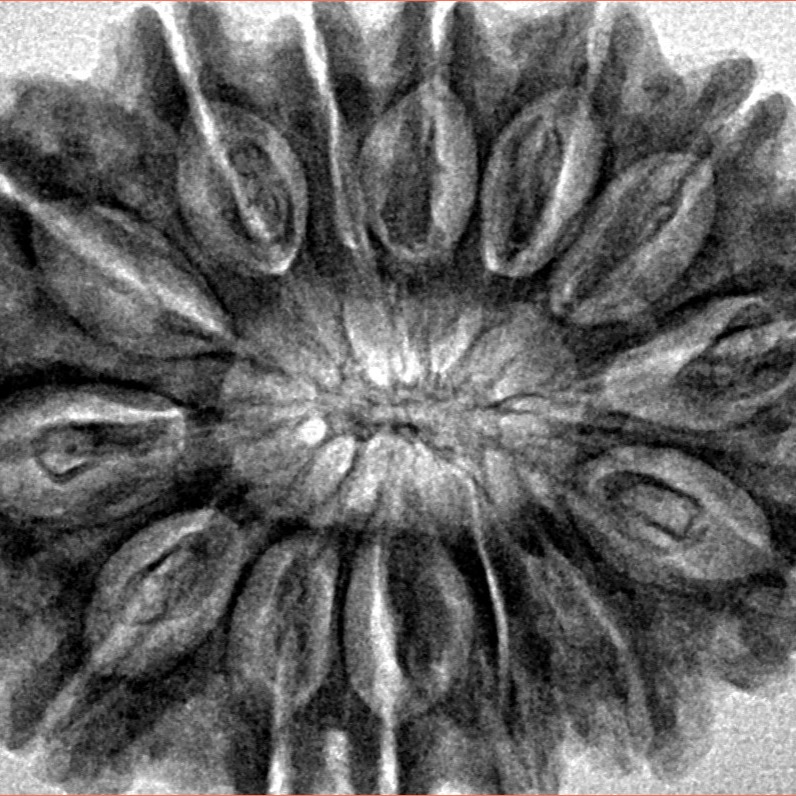 14 Mukhi Rudraksha 34.1mm 7.36gm - Inverse xray