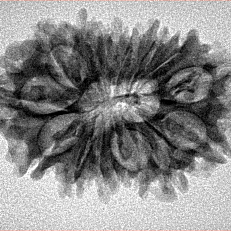 14 Mukhi Rudraksha 28.6mm 3.45gm - Inverse xray