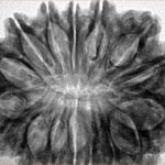 16 Mukhi Rudraksha 33mm 7.6gm - Inverse xray