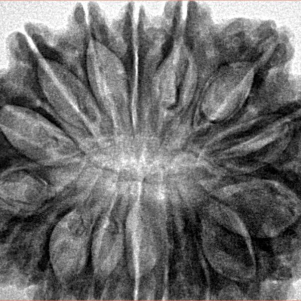 16 Mukhi Rudraksha 33mm 7.6gm - Inverse xray