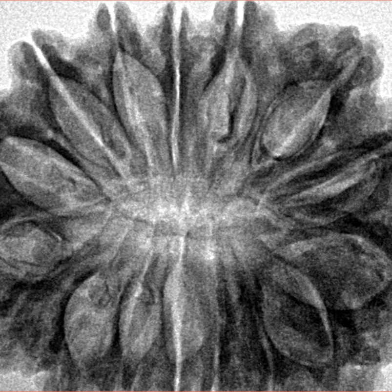 16 Mukhi Rudraksha 33mm 7.6gm - Inverse xray