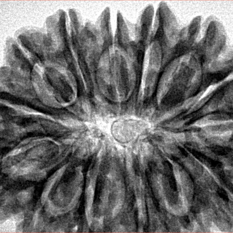 14 Mukhi Rudraksha 33.5mm 7.71gm - Inverse xray