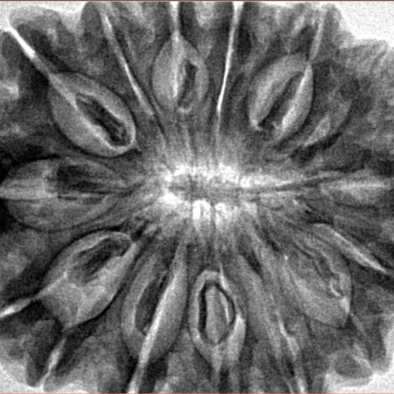 15 Mukhi Rudraksha 33.5mm 8gm - Inverse xray