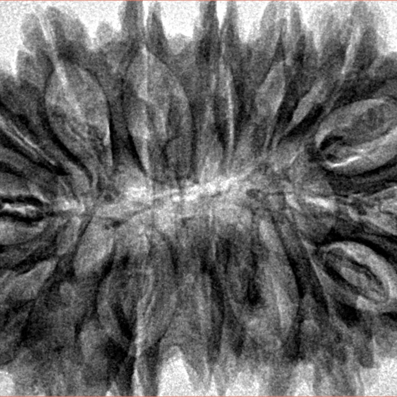 16 Mukhi Ganesh 37.7mm 7.33gm - Inverse xray