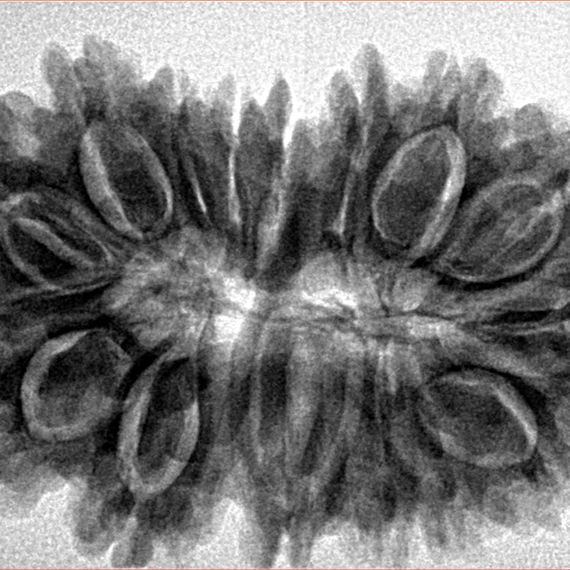 16 Mukhi Rudraksha 34.8mm 6.56gm - Inverse xray