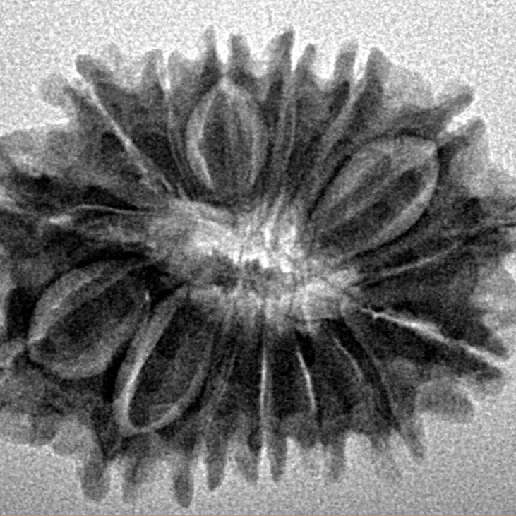 15 Mukhi Rudraksha 25.7mm 2.28gm - Inverse xray