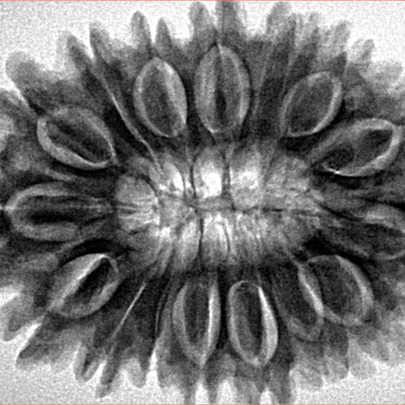 16 Mukhi Rudraksha 33mm 6.77gm - Inverse xray