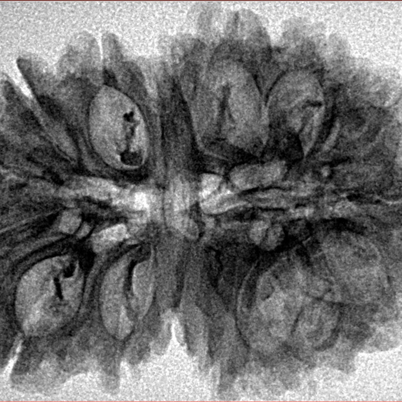 16 Mukhi Rudraksha 33.6mm 5.53gm - Inverse xray