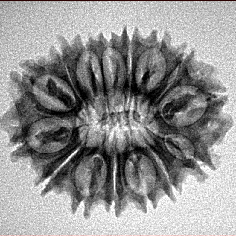 15 Mukhi Rudraksha 24.7mm 2.8gm - Inverse xray