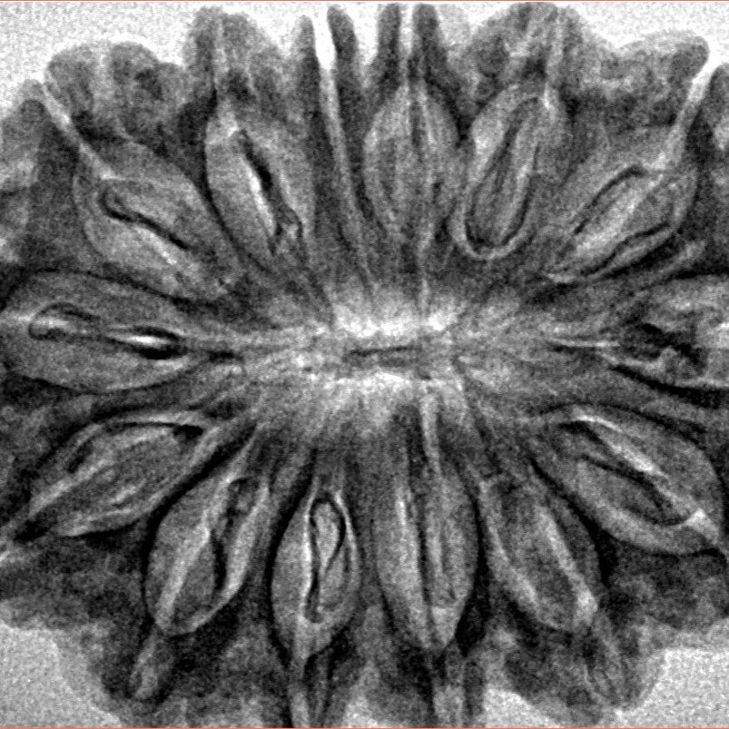 14 Mukhi Rudraksha 33.8mm 6.15gm - Inverse xray
