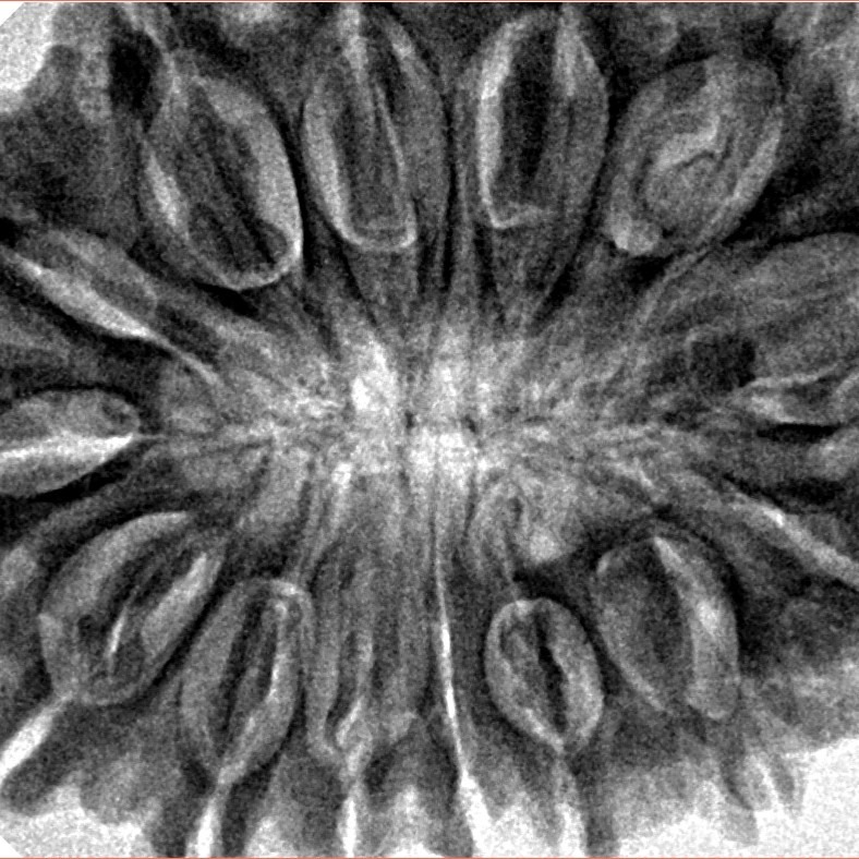 14 Mukhi Rudraksha 36.7mm 8.51gm - Inverse xray