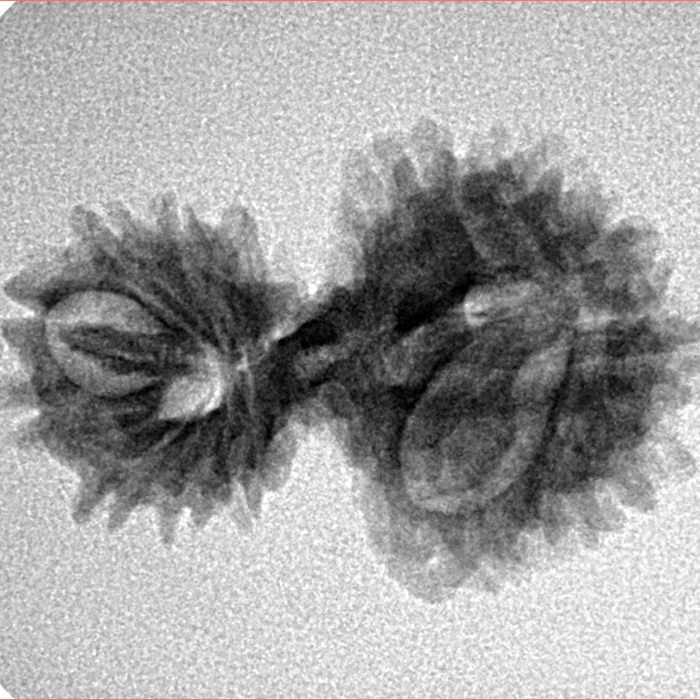 16 Mukhi Gaurishankar 26.2mm 2.42gm - Inverse xray