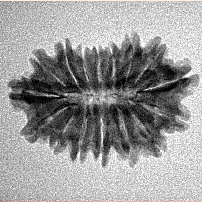 16 Mukhi Rudraksha 24mm 2.07gm - Inverse xray