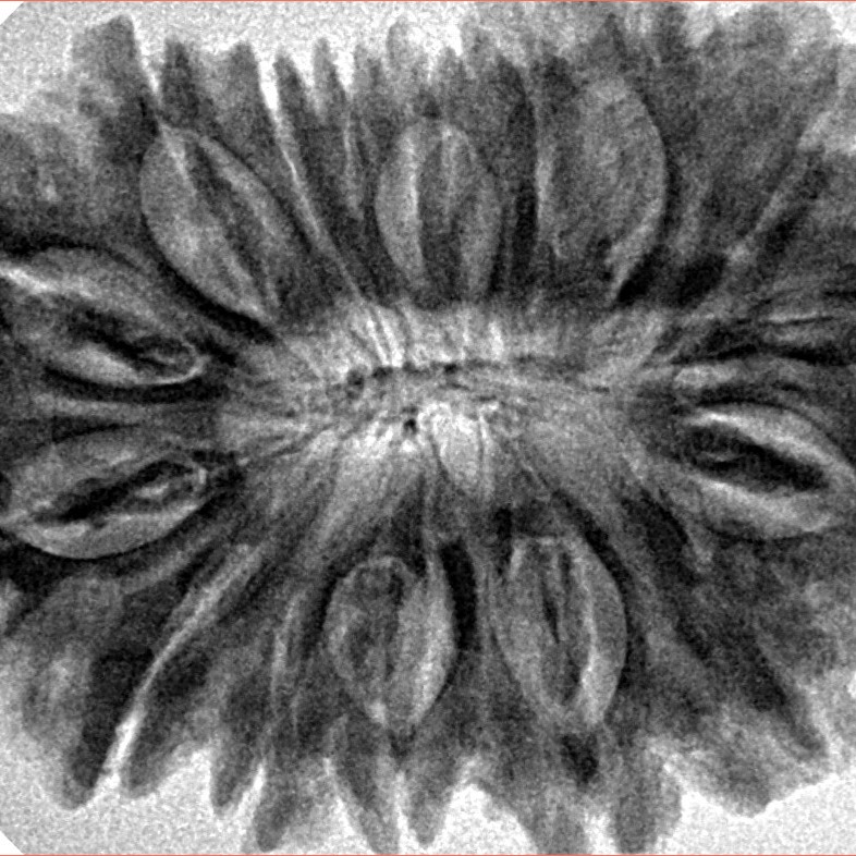 16 Mukhi Rudraksha 34.9mm 7.4gm - Inverse xray