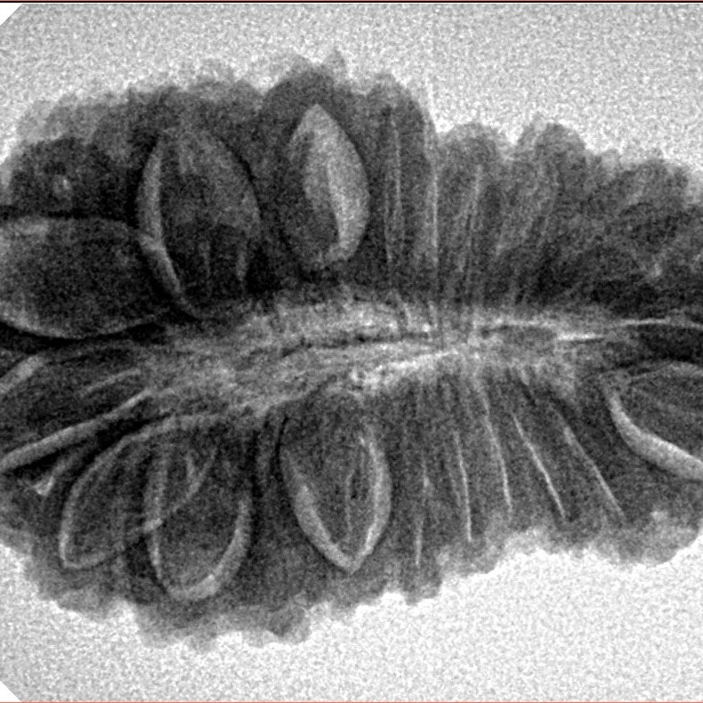 24 Mukhi Rudraksha 32.7mm 5.38gm - Inverse xray