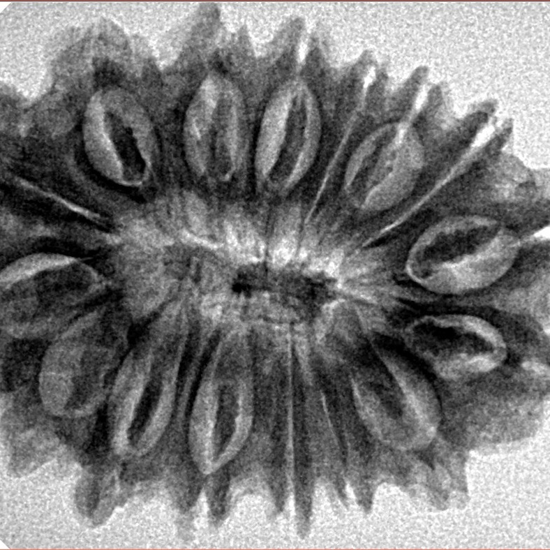 16 Mukhi Rudraksha 30.5mm 5.24gm - Inverse xray