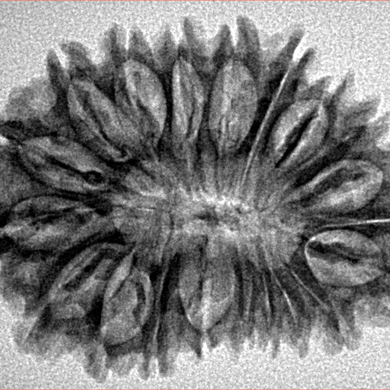 20 Mukhi Rudraksha 31.2mm 4.42gm - Inverse xray