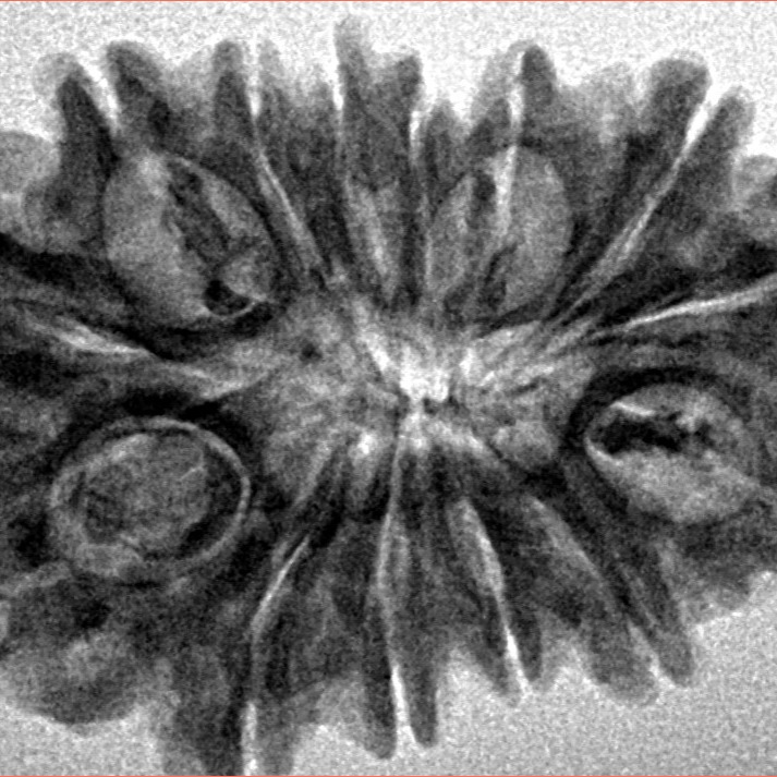 14 Mukhi Rudraksha 29.5mm 4.4gm - Inverse xray
