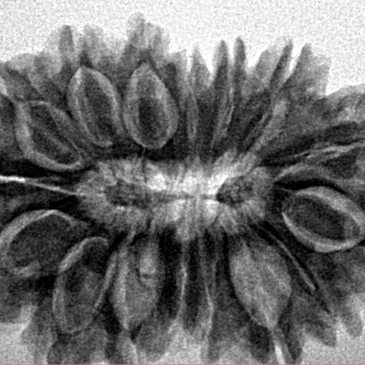 16 Mukhi Rudraksha 30.4mm 5.35gm - Inverse xray