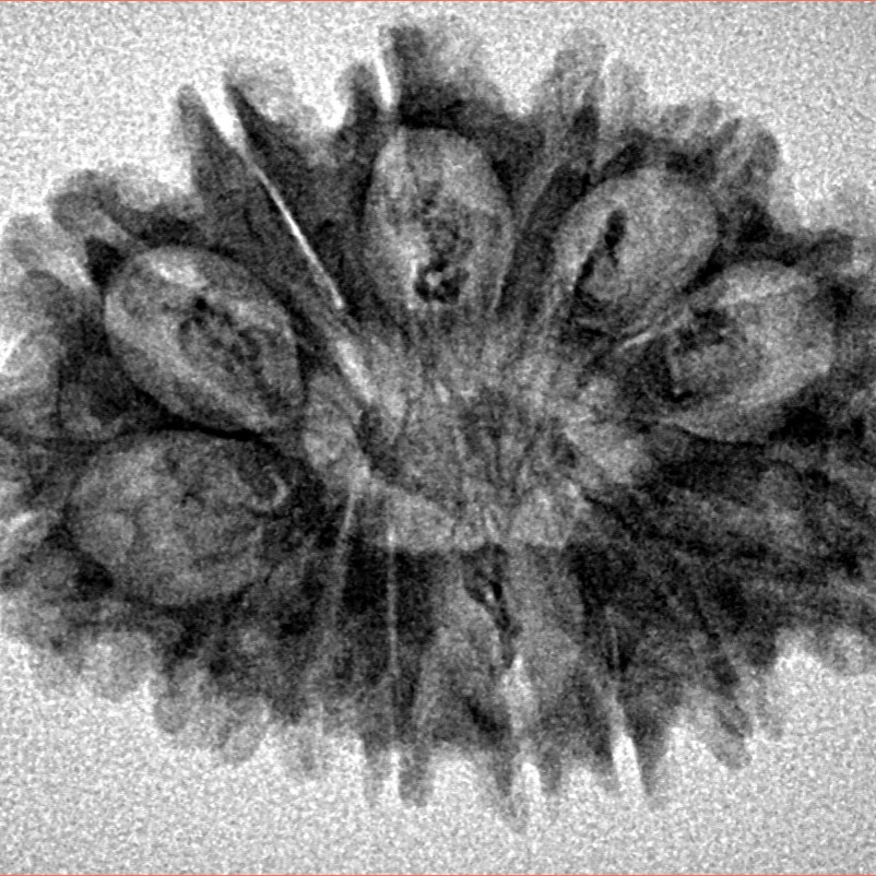 14 Mukhi Rudraksha 29.4mm 3.72gm - Inverse xray