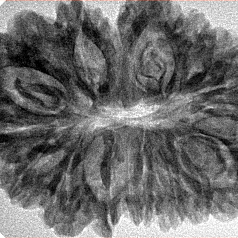 16 Mukhi Rudraksha 34.4mm 6.51gm - Inverse xray