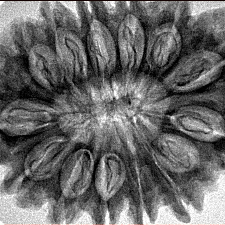 14 Mukhi Rudraksha 33.1mm 6.46gm - Inverse xray