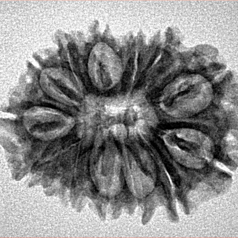 14 Mukhi Rudraksha 26.9mm 3.24gm - Inverse xray