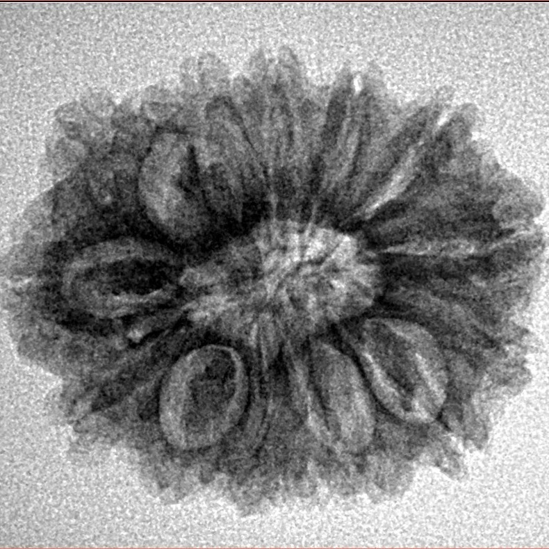 15 Mukhi Rudraksha 25.7mm 3.2gm - Inverse xray