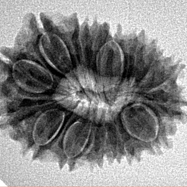 16 Mukhi Rudraksha 25.1mm 3.3gm - Inverse xray