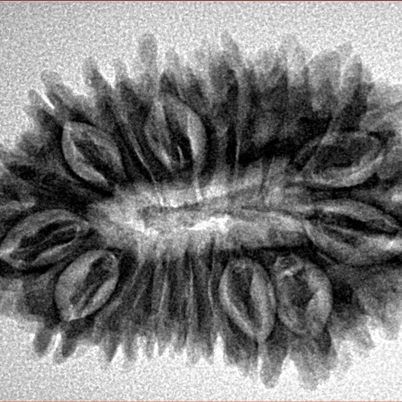 18 Mukhi Rudraksha 31.5mm 4.86gm - Inverse xray