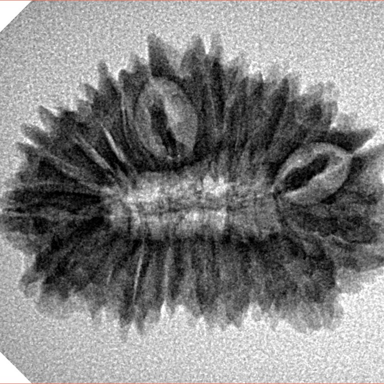 20 Mukhi Rudraksha 26.8mm 3gm - Inverse xray