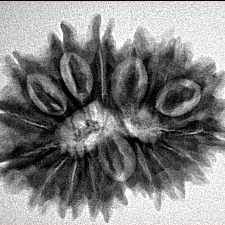 16 Mukhi Rudraksha 28.4mm 5gm - Inverse xray