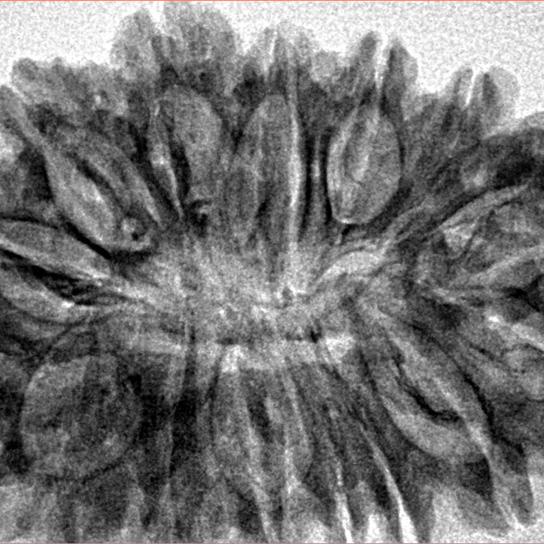 16 Mukhi Rudraksha 35mm 5.75gm - Inverse xray