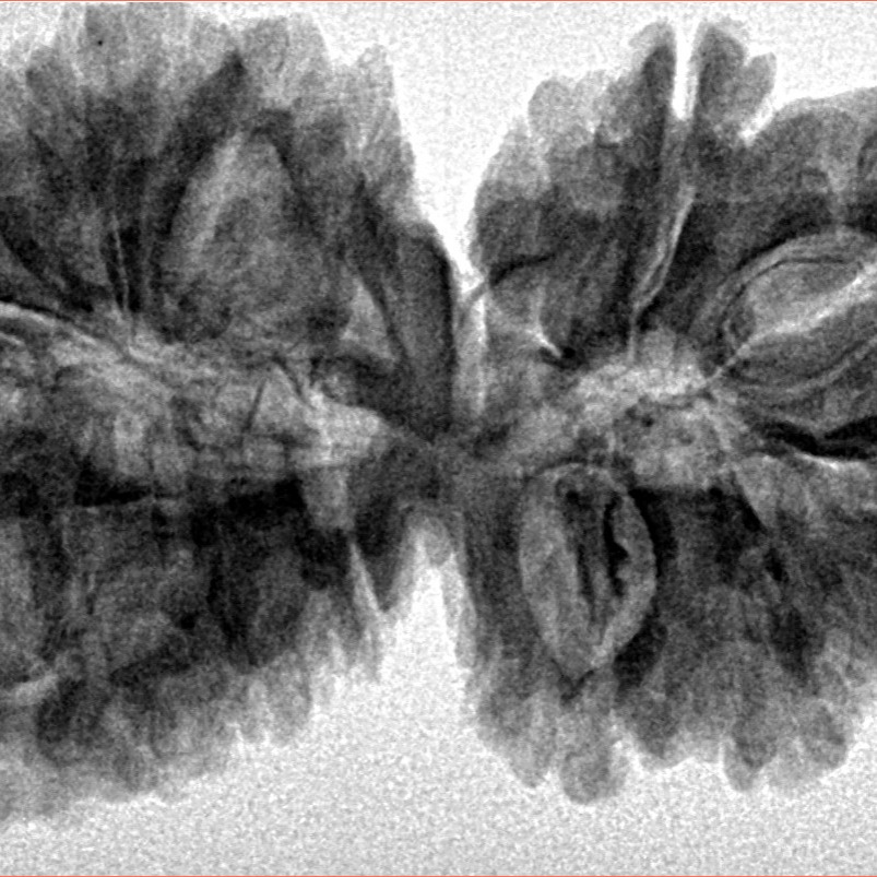 16 Mukhi Gaurishankar 39mm 7.4gm - Inverse xray